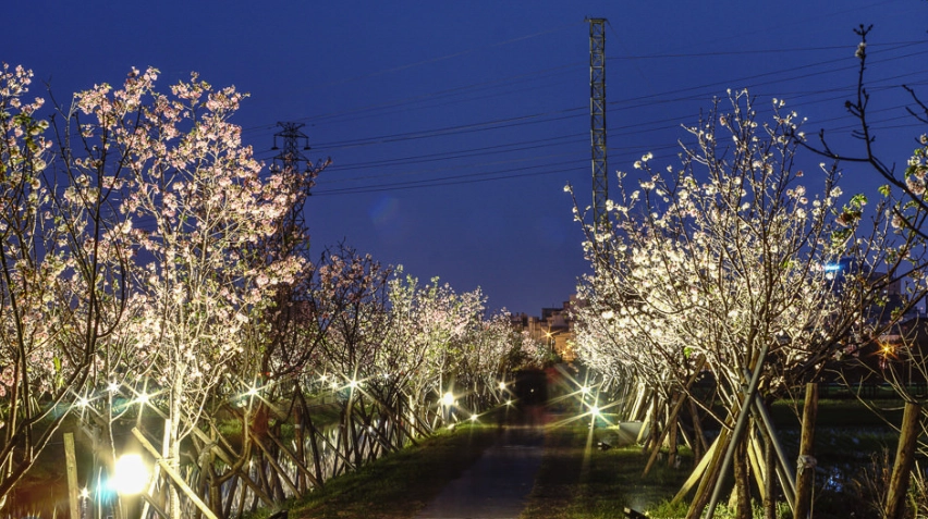 夜櫻景點