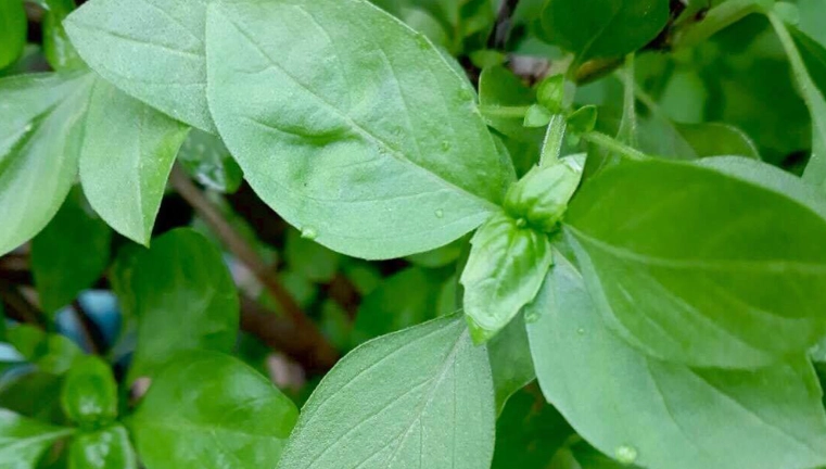 九層塔種植時間