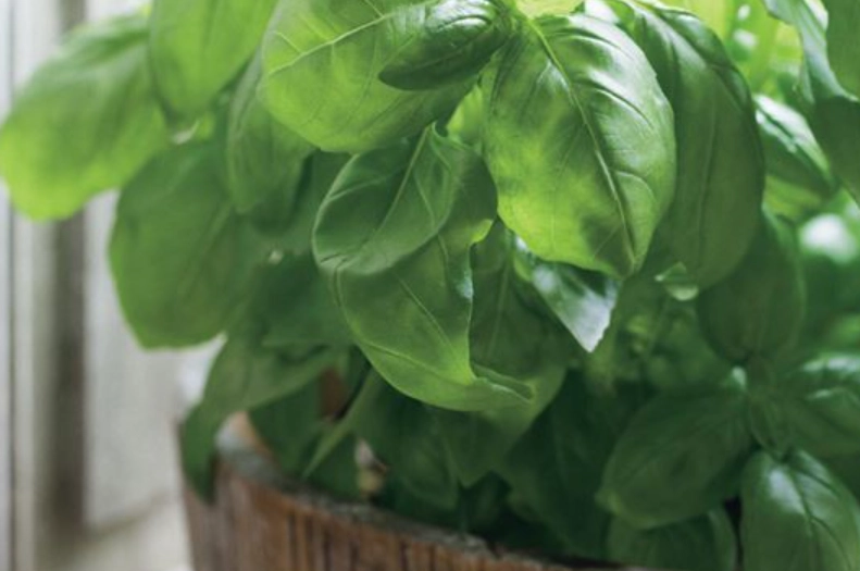 香草植物修剪技巧