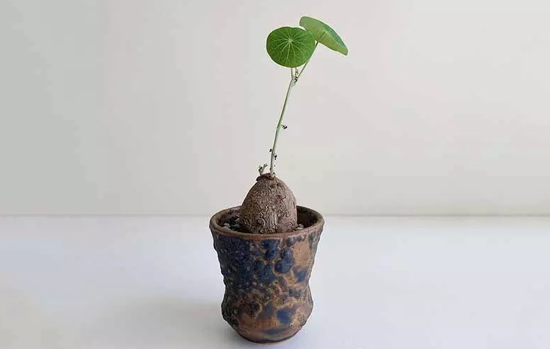 圓葉山烏龜養護