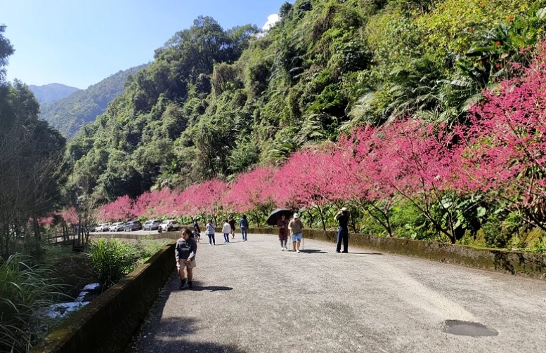 櫻花步道登山