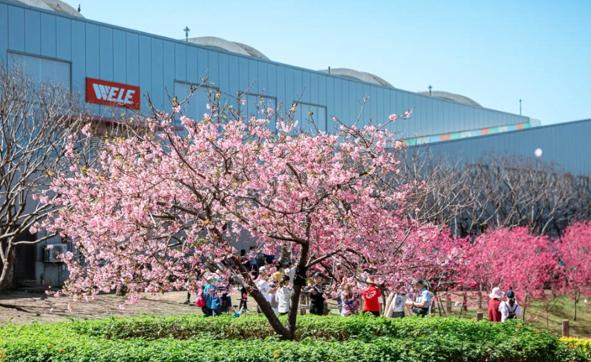 台灣櫻花季花況
