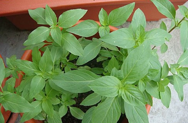 九層塔施肥技巧