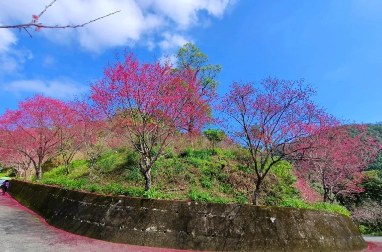 台灣賞櫻林道