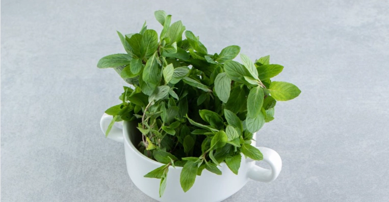 九層塔葉子採收