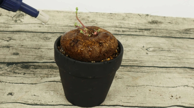 山烏龜種植方法