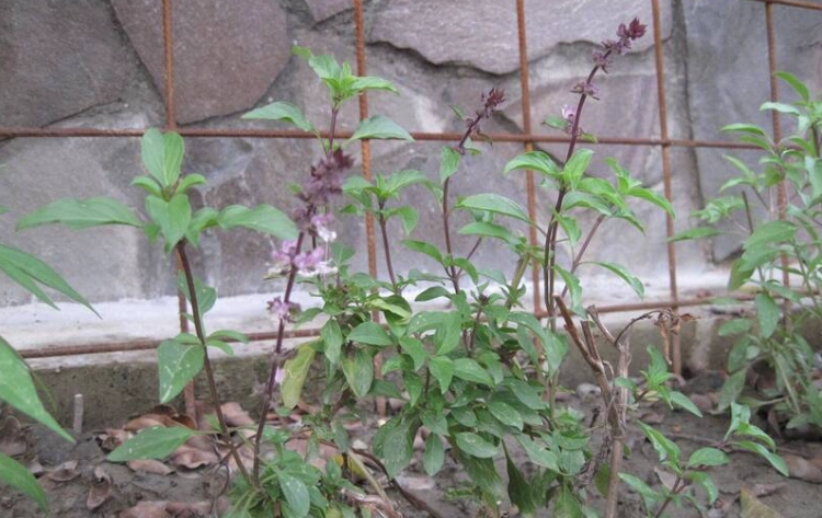 九層塔種植方法