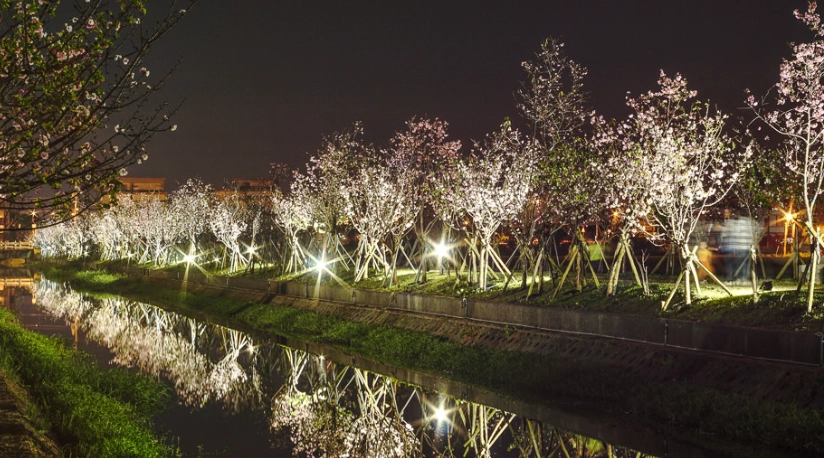 夜櫻景點