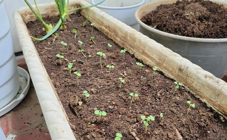 九層塔栽培技巧