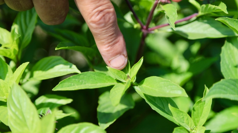九層塔收穫技巧