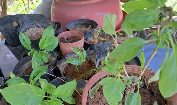 九層塔種植下雨
