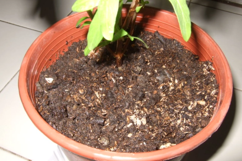 九層塔施肥技巧