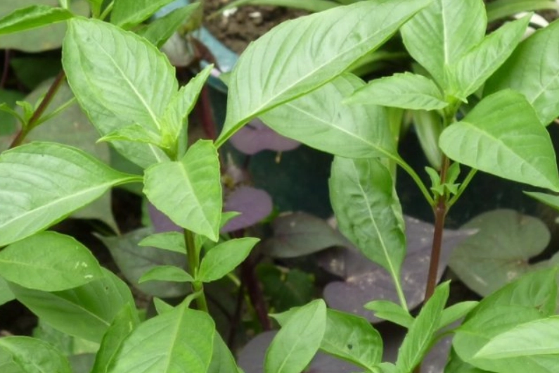 九層塔葉子變黃