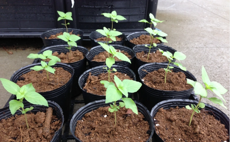 九層塔種植技巧