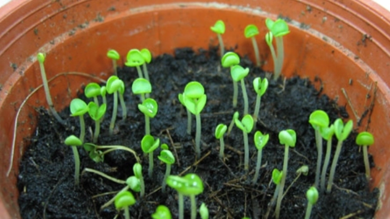 九層塔栽培季節