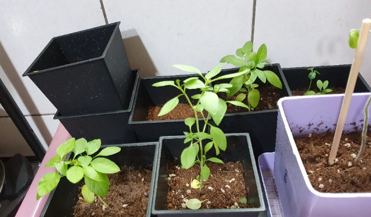 九層塔種植問題