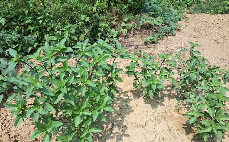 九層塔雨天病害