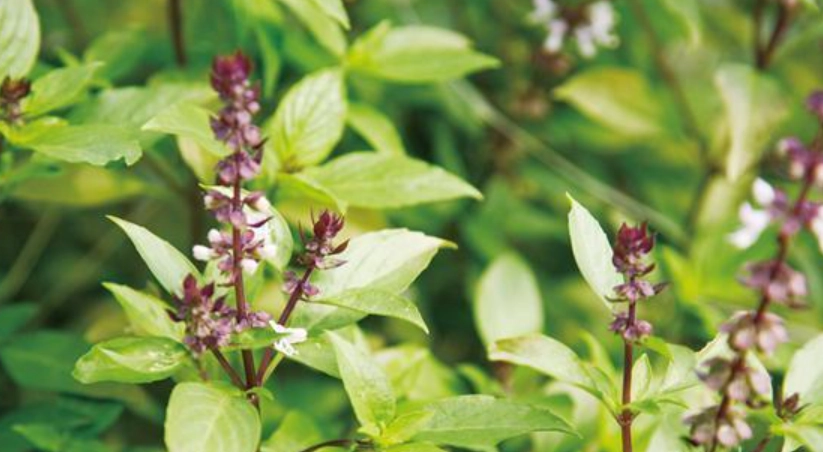 九層塔種植方法