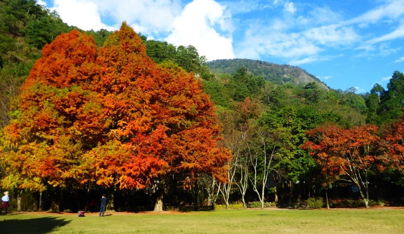 森林遊樂區推薦