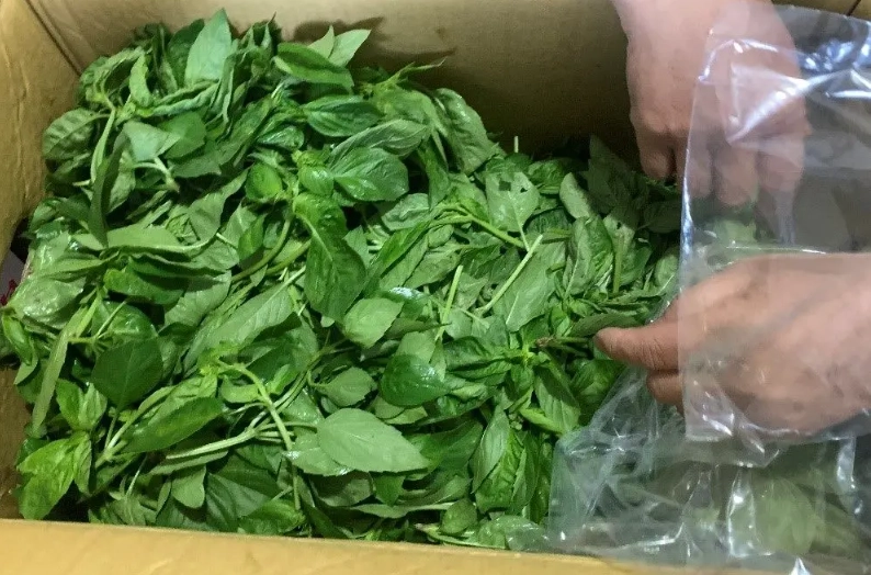 九層塔種植技巧