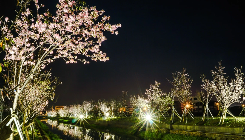 夜櫻景點