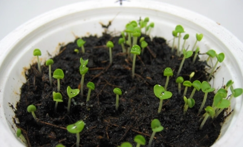 九層塔種子發芽