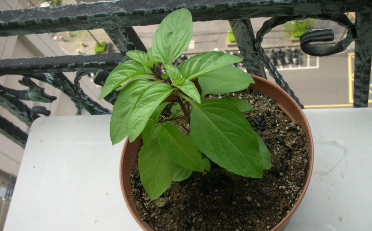 陽台香草植物 陽台香草植物