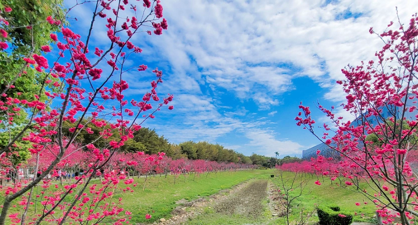 櫻花公園賞花攻略
