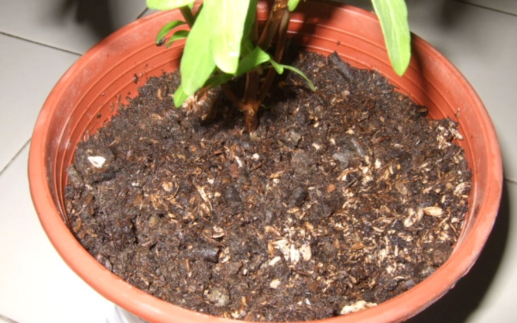 九層塔種植土壤