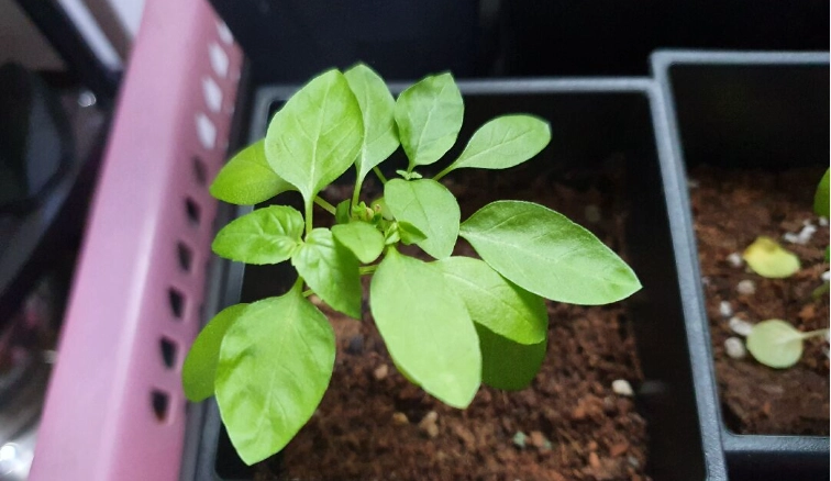 九層塔葉子下垂原因