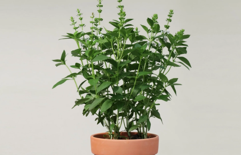 九層塔種植方法