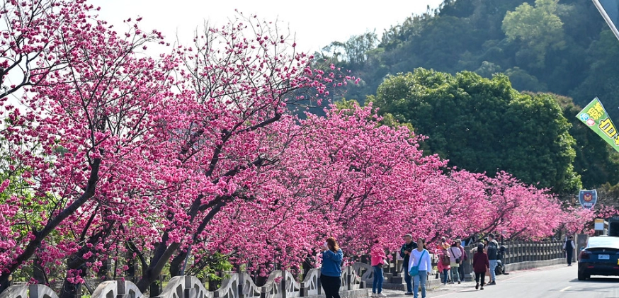櫻花公園賞花攻略