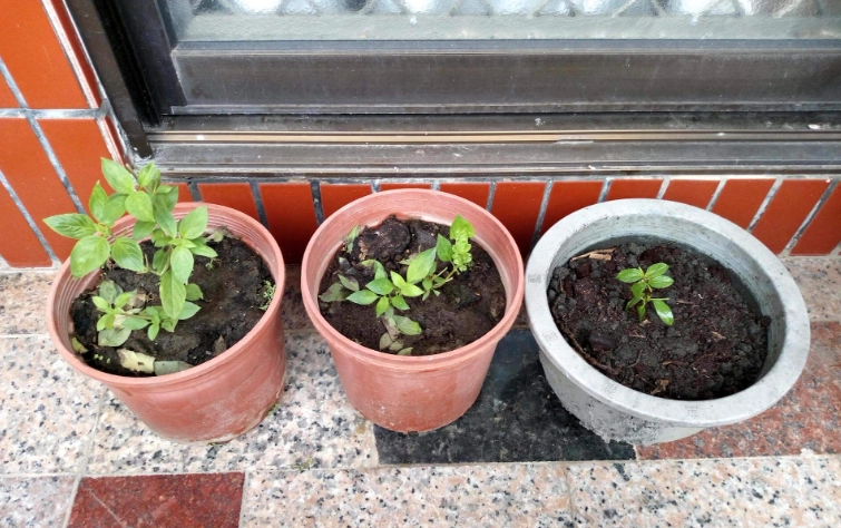 九層塔栽培方法