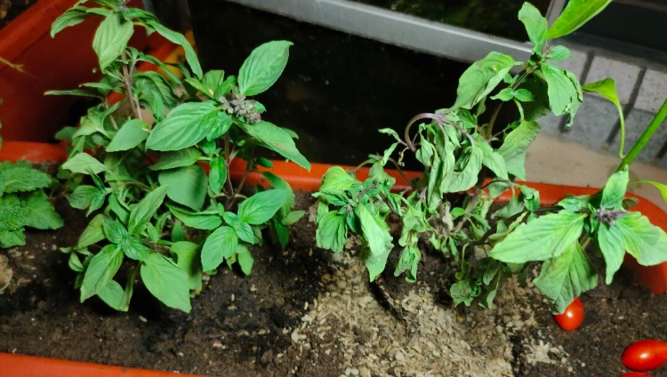 九層塔葉子下垂處理