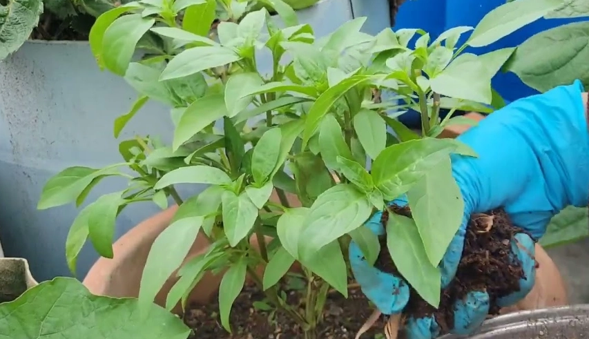 九層塔養護技巧