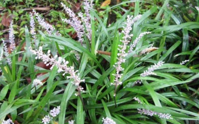 麥門冬種植方法