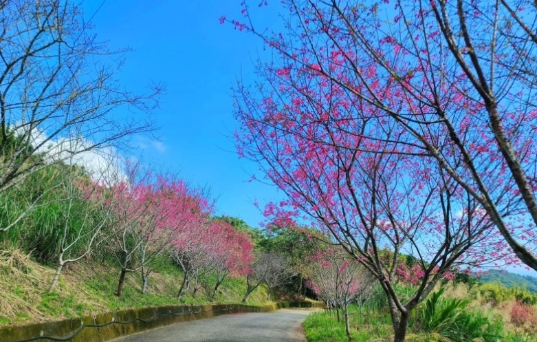 櫻花步道登山