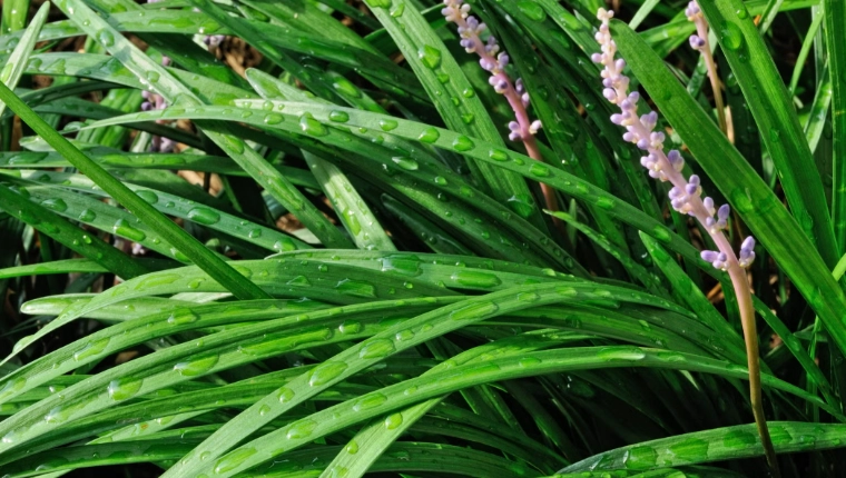 麥門冬種植方法