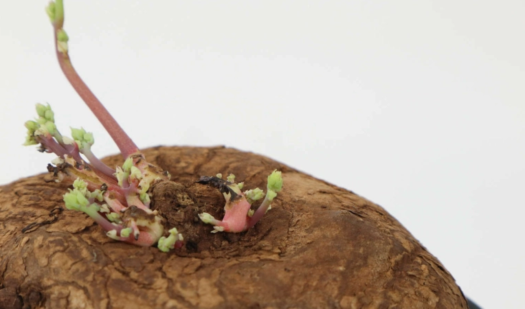 山烏龜種植方法