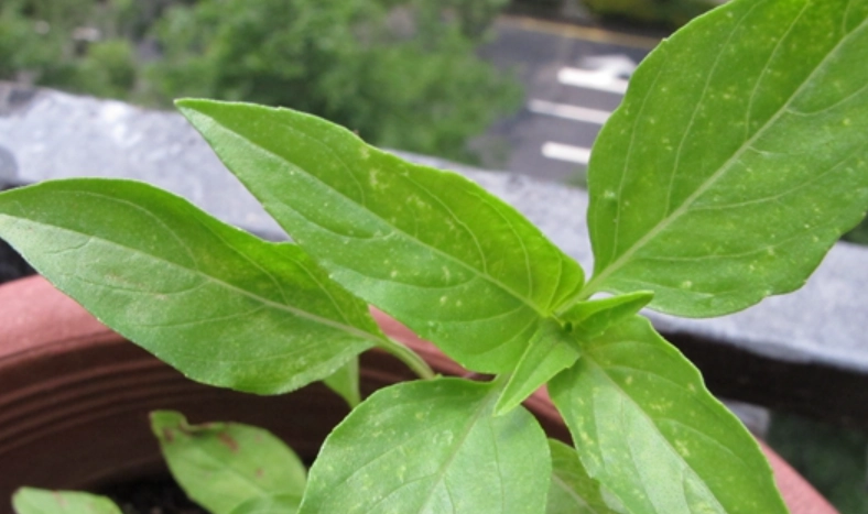 九層塔葉子採收