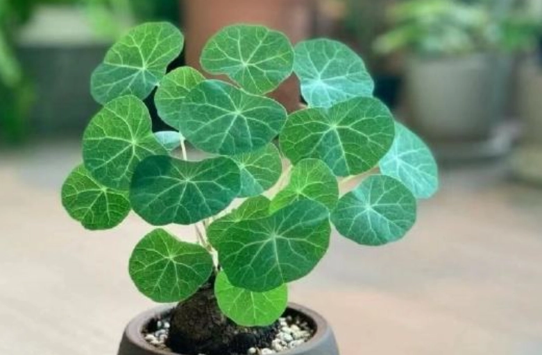 圓葉山烏龜養護