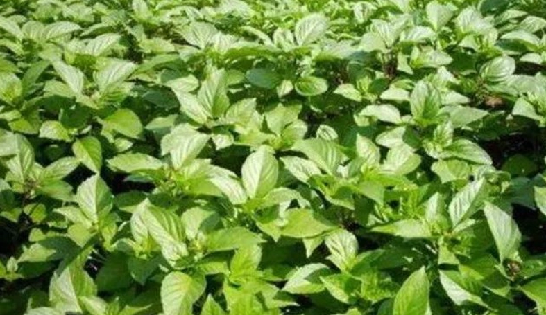 九層塔種植技巧