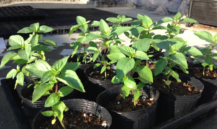 九層塔換盆方法