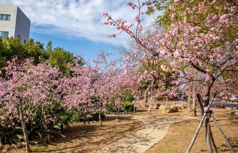 櫻花公園賞花攻略