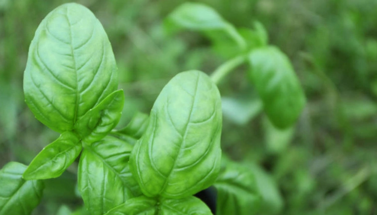 香草植物修剪技巧