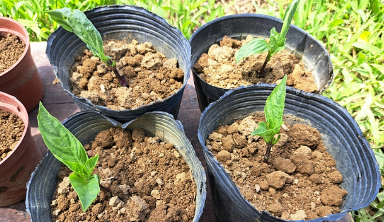 九層塔換盆時機