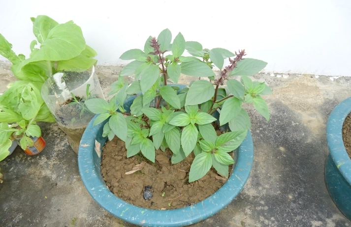 九層塔種植土壤