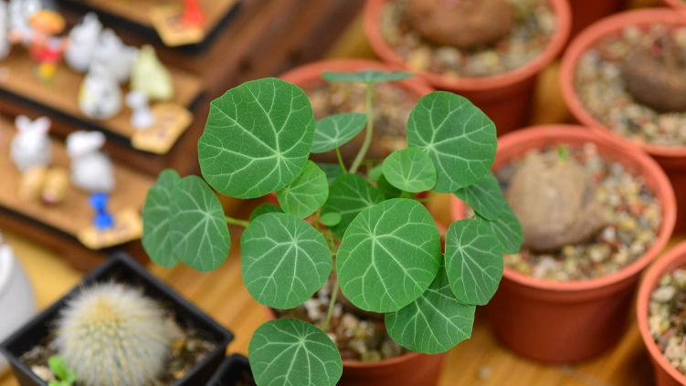 圓葉山烏龜養護