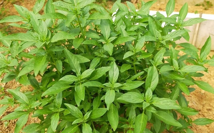 九層塔施肥方法