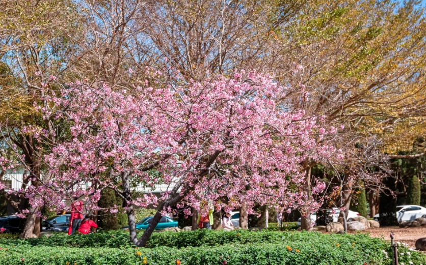 台灣櫻花季花況